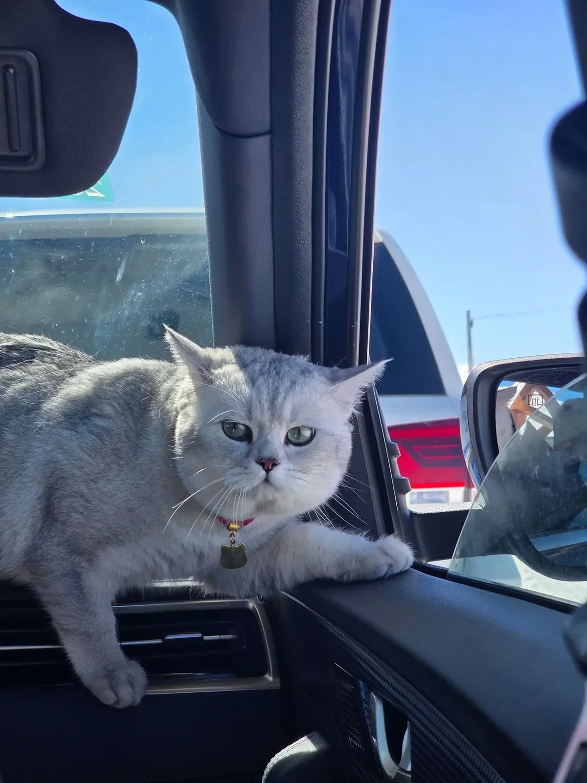 旅途大巴车上的猫
